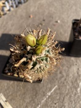 Turbinicarpus pseudomacrochele